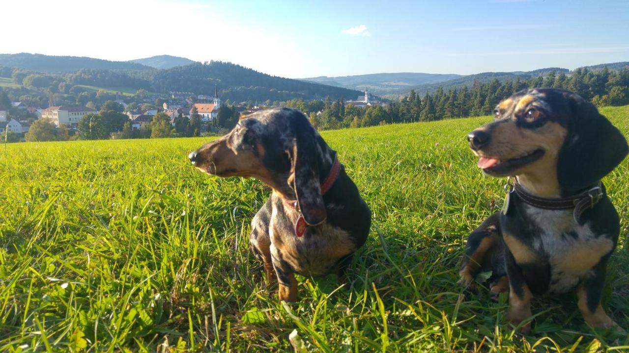 U Mikesu Apartamento Vyšší Brod Exterior foto